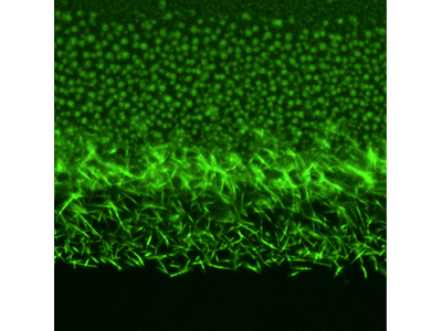 fluorescenza